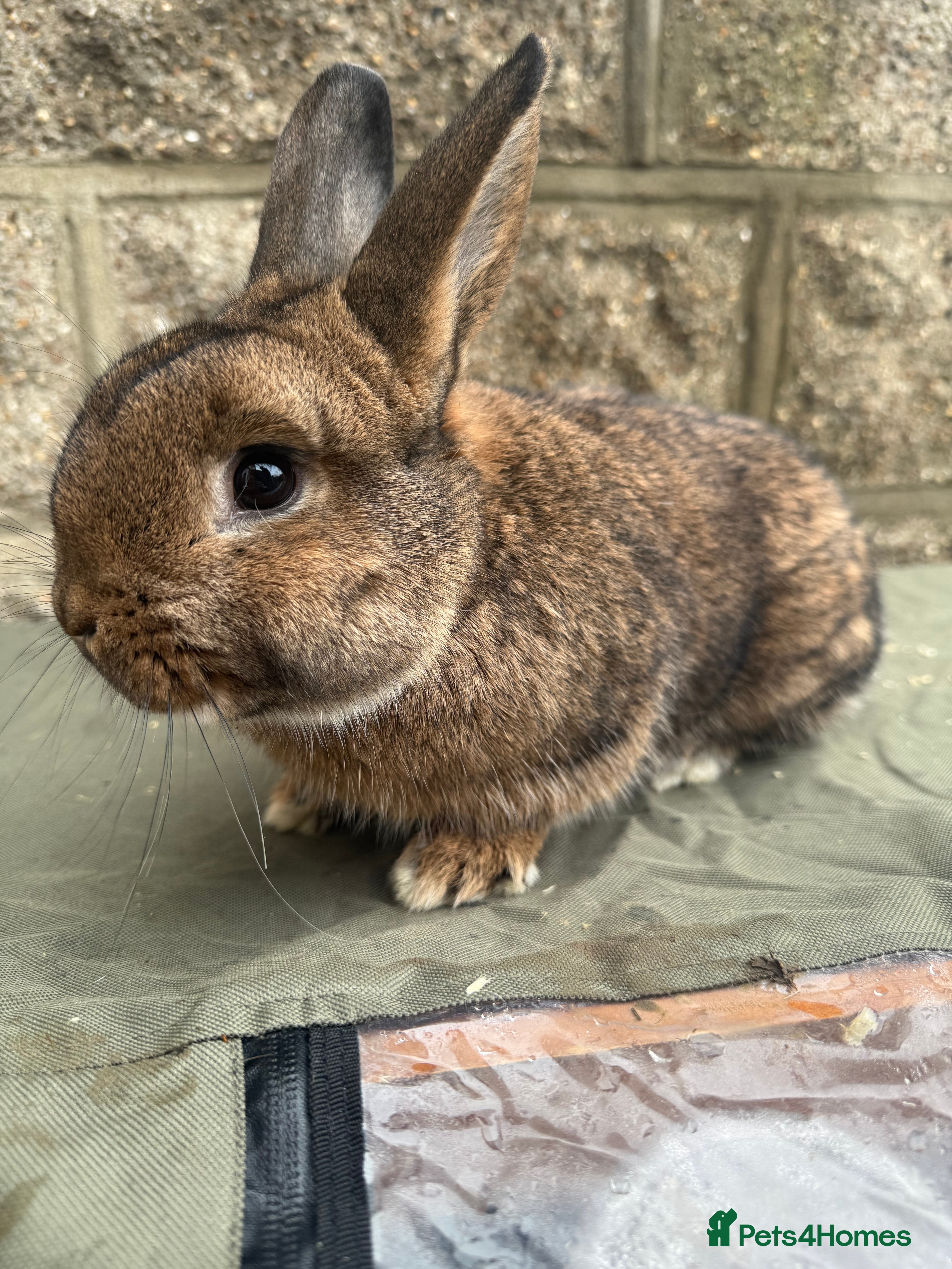Rex rabbits Young mini Rex’s for sale  - Advert 1