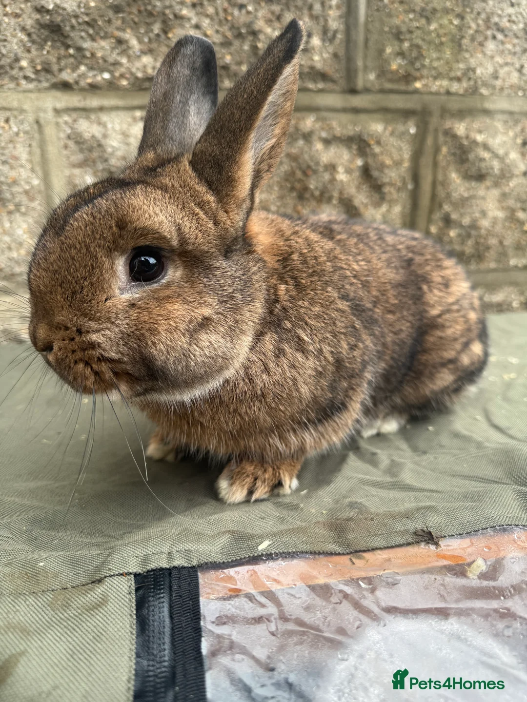 Rex rabbits for sale: Young mini Rex’s for sale  - Advert 1