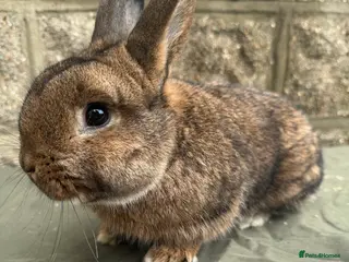 Rex rabbits Young mini Rex’s for sale - Advert 1