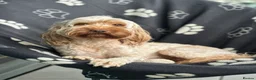 Cockapoo dogs for sale: Female cockapoo rehoming  - Advert 1