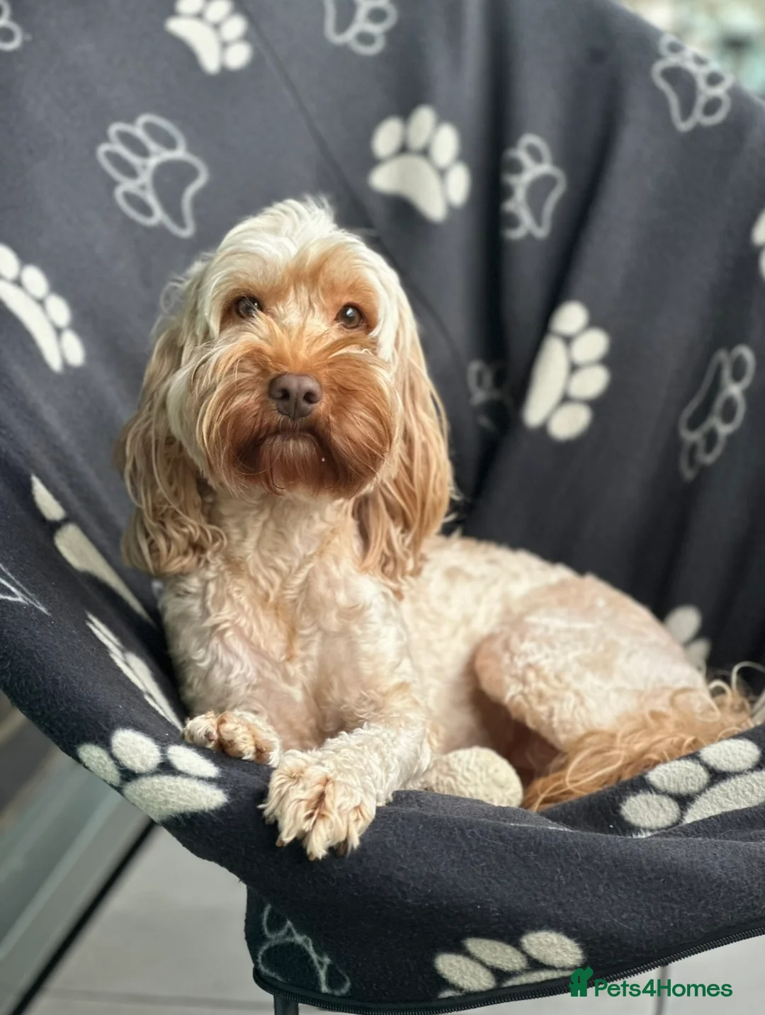 Cockapoo dogs for sale: Female cockapoo rehoming  - Advert 1