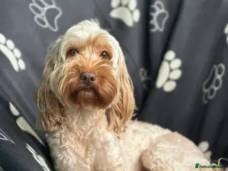 Cockapoo dogs Female cockapoo rehoming - Advert 1