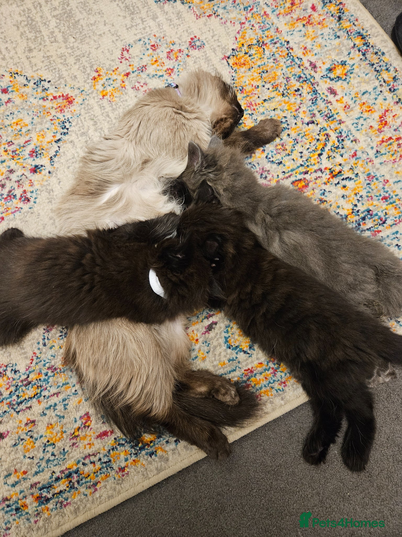 Mixed Breed cats Ragdoll cross extra fluffy kittens - Advert 6