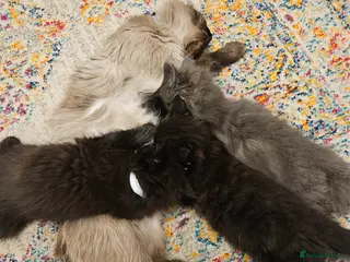 Mixed Breed cats Ragdoll cross extra fluffy kittens - Advert 1