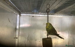 Cockatiels birds for sale: 2025  Cockatiels and Budgies - Image 9