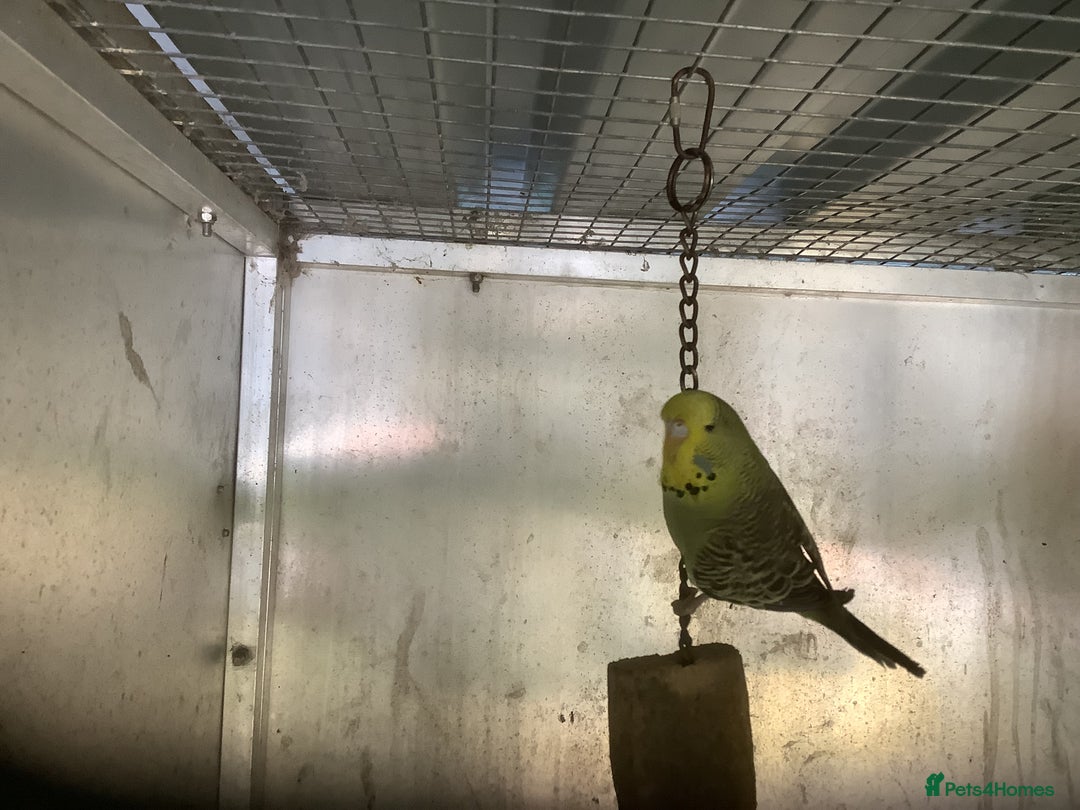 Cockatiels birds for sale: 2025  Cockatiels and Budgies - Image 9