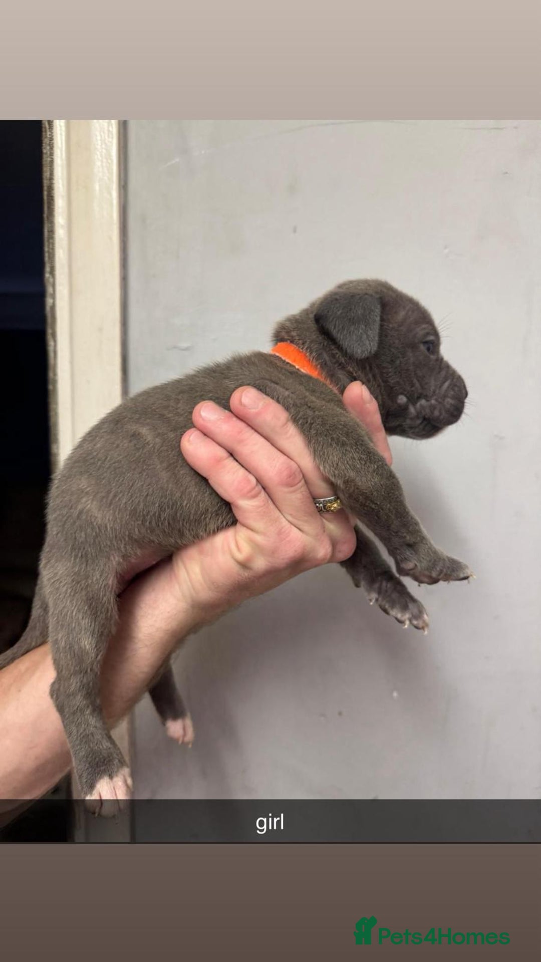 Cane Corso dogs for sale: 12 beautiful Blue cane corso pups - Image 7