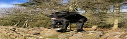 Labrador Retriever dogs for stud: DUKE OF DALE HEAD in Carlisle - Advert 3