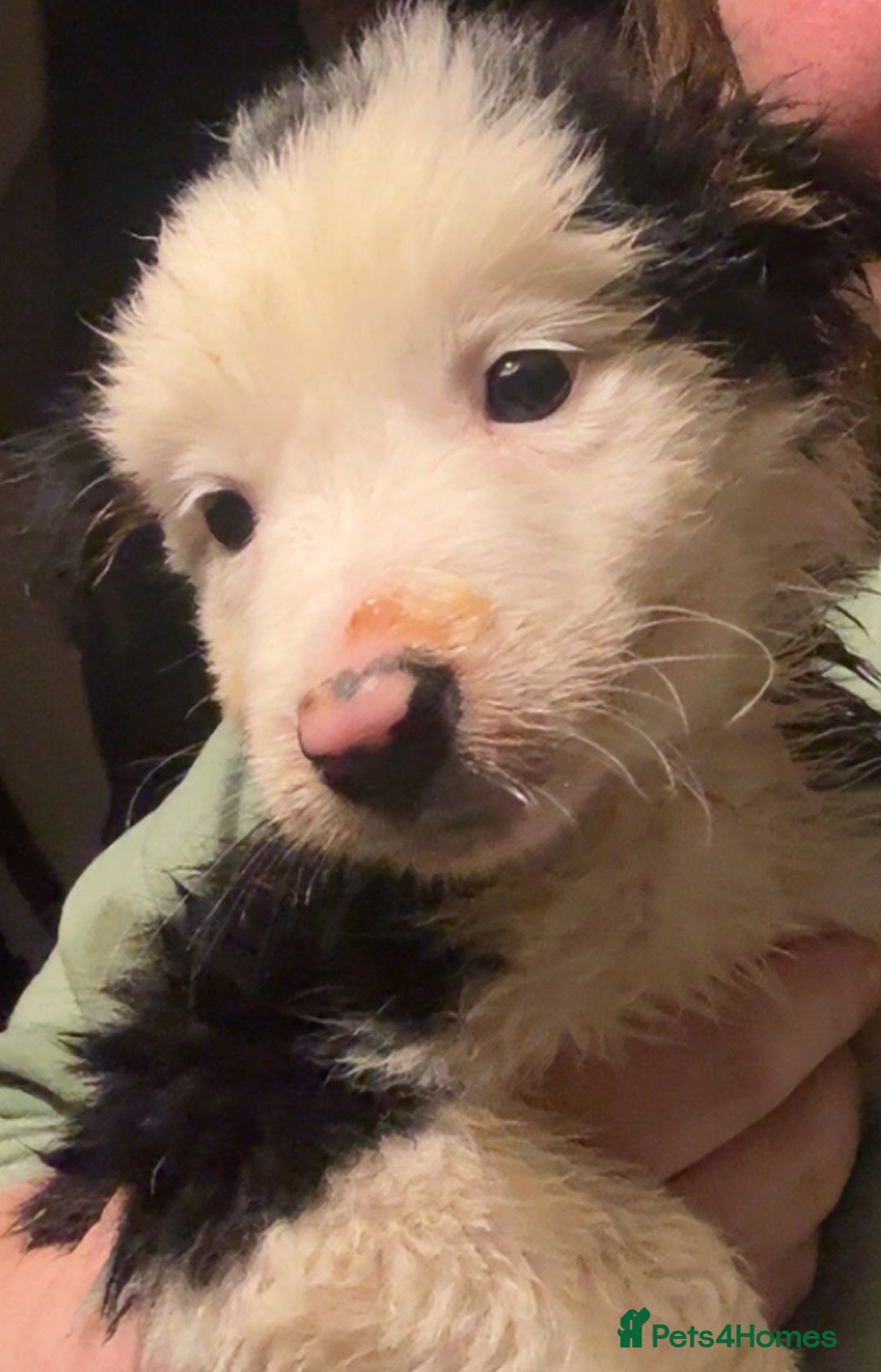 Border Collie dogs for sale: Last girl  - Advert 3