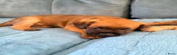 Border Terrier dogs for sale: Border terrier puppies - Advert 9
