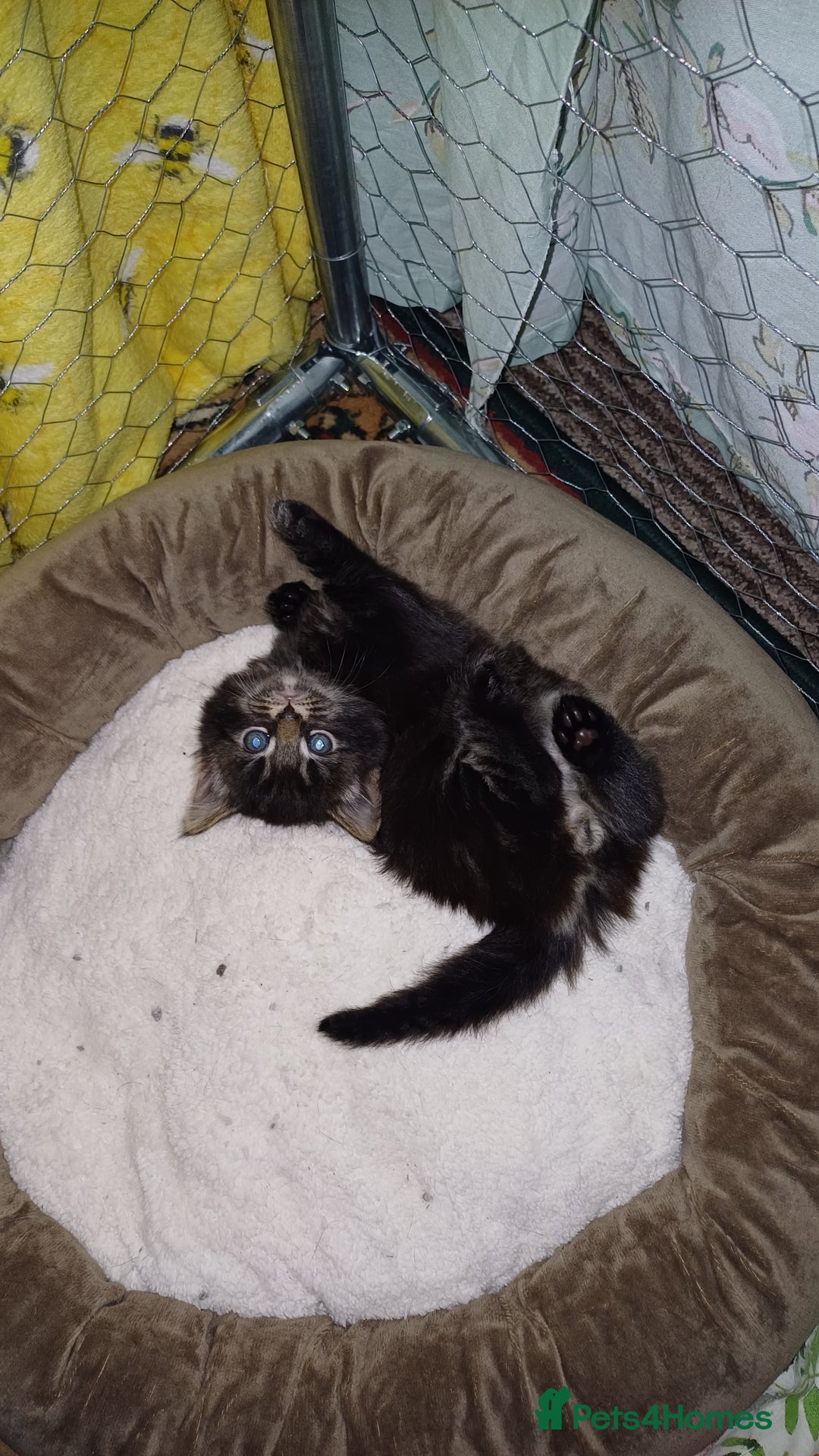 British Shorthair cats for sale: 2 beautiful little kittens ready to be loe - Image 3