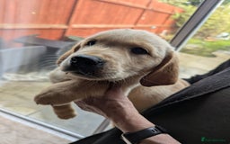 Goldador dogs for sale: 9 Week old Goldador Puppies - ready to go - Advert 7