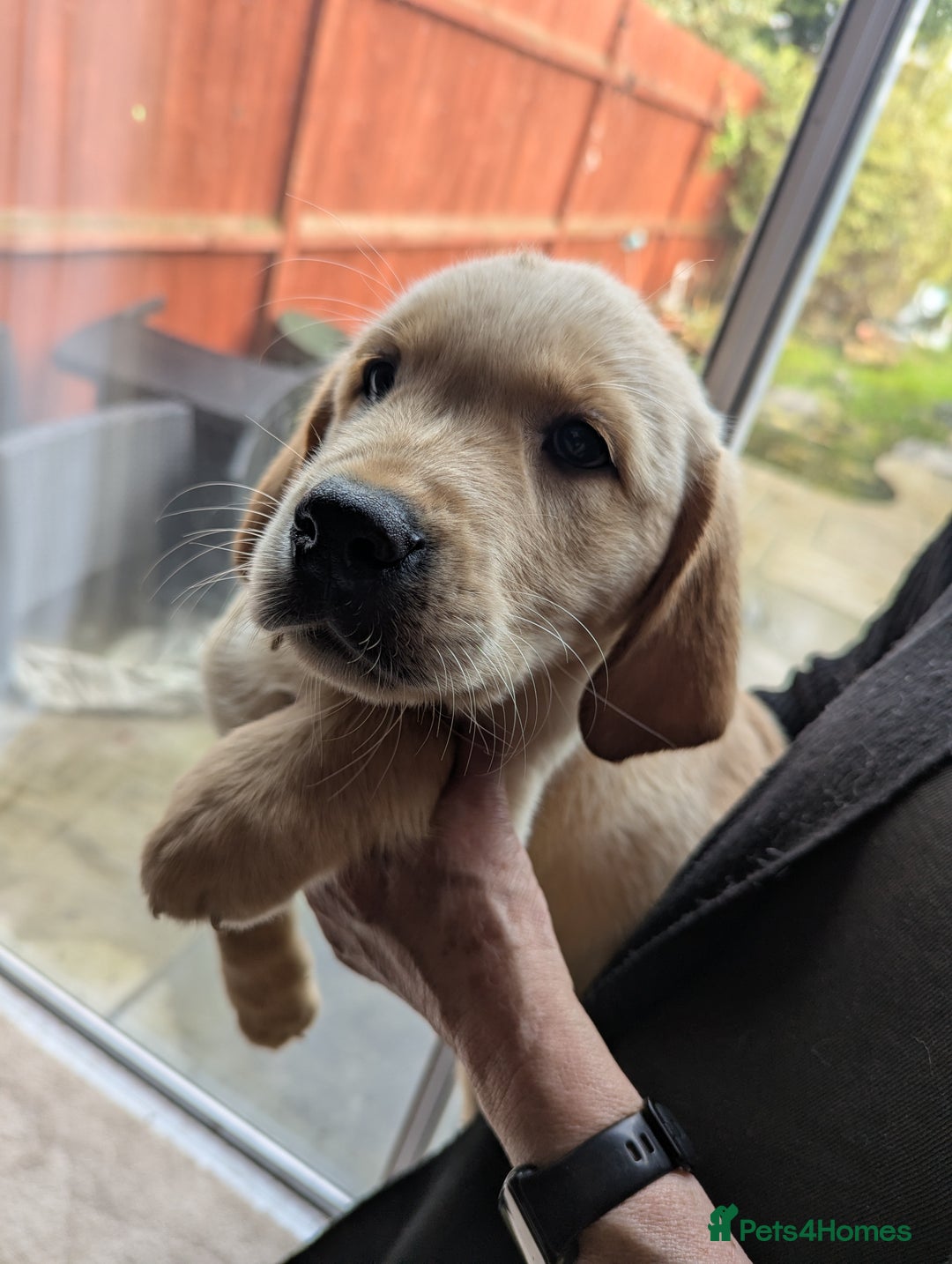 Goldador dogs for sale: 9 Week old Goldador Puppies - ready to go - Advert 7