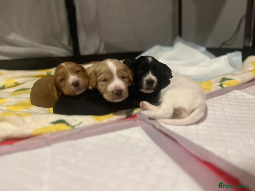 Cocker Spaniel dogs for sale: Working cocker spaniel puppies - Advert 8