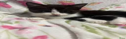 Mixed Breed cats for sale: Kittens in Burton-on-Trent - Advert 6