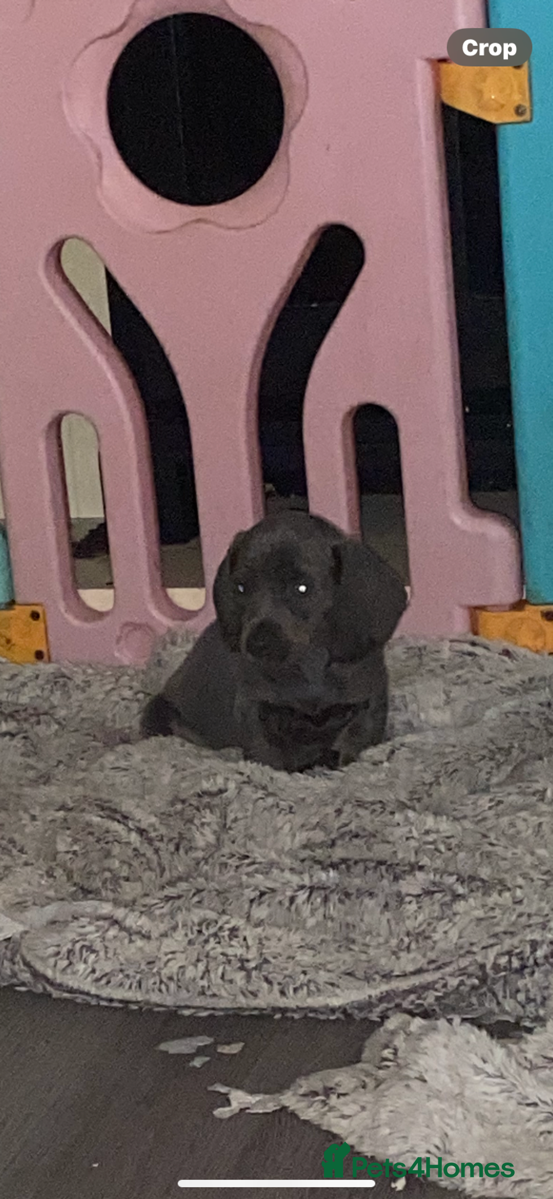 Dachshund dogs for sale:  dachshunds puppies  - Advert 10