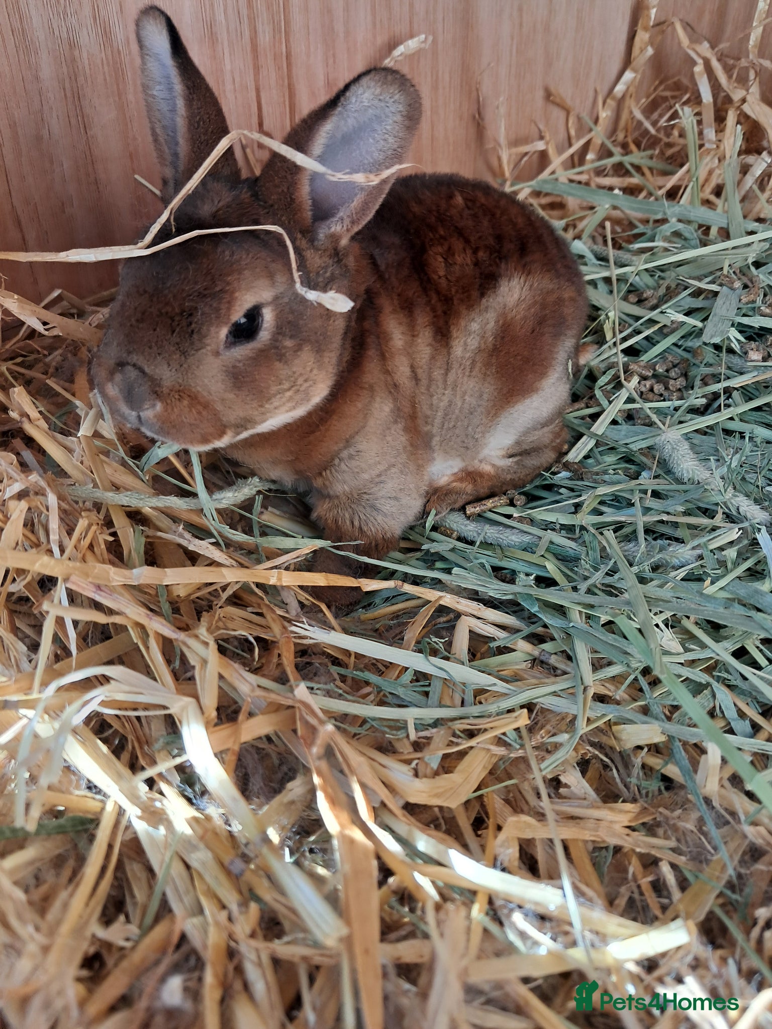 Rex rabbits Mini rex *update only babies in nest left* - Advert 8