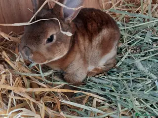 Rex rabbits Mini rex *update only babies in nest left* - Advert 8