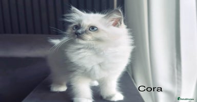 Ragdoll cats - Advert 7