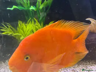 Cichlids fish Female King Kong parrot fish - Advert 1