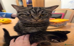 Persian cats for sale: Persian Cross tabby kittens for sale - Image 11
