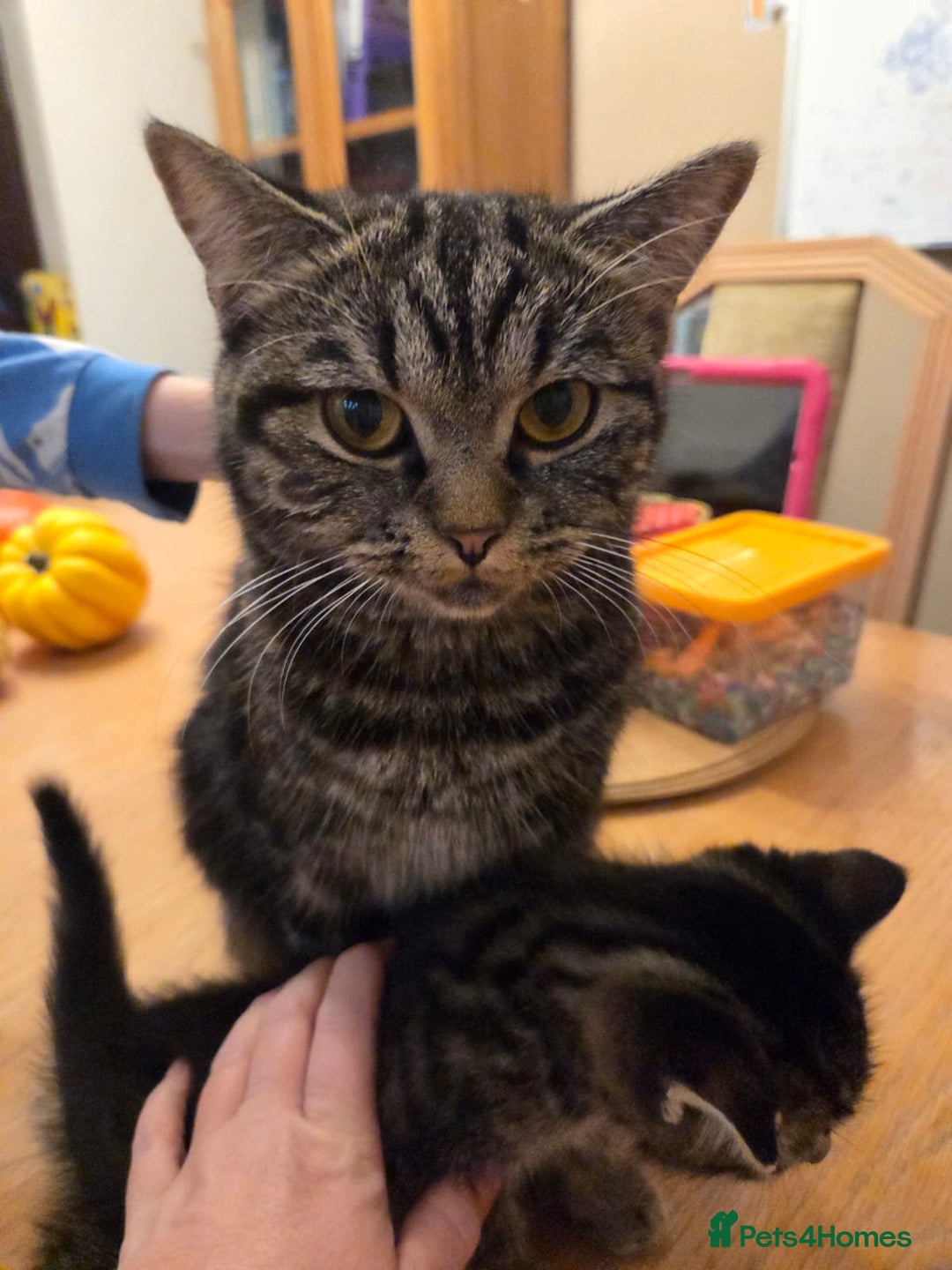 Persian cats for sale: Persian Cross tabby kittens for sale - Image 11