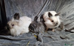 Lionhead rabbits for sale: Lovely floofy little lionheads males and females - Image 15