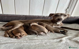 Italian Greyhound dogs for sale: KC Reg. Stunning Italian Greyhound Pups. - Image 4