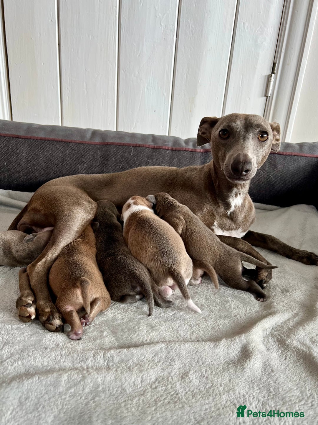 Italian Greyhound dogs for sale: KC Reg. Stunning Italian Greyhound Pups. - Image 4