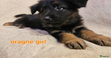 German Shepherd dogs - Advert 2