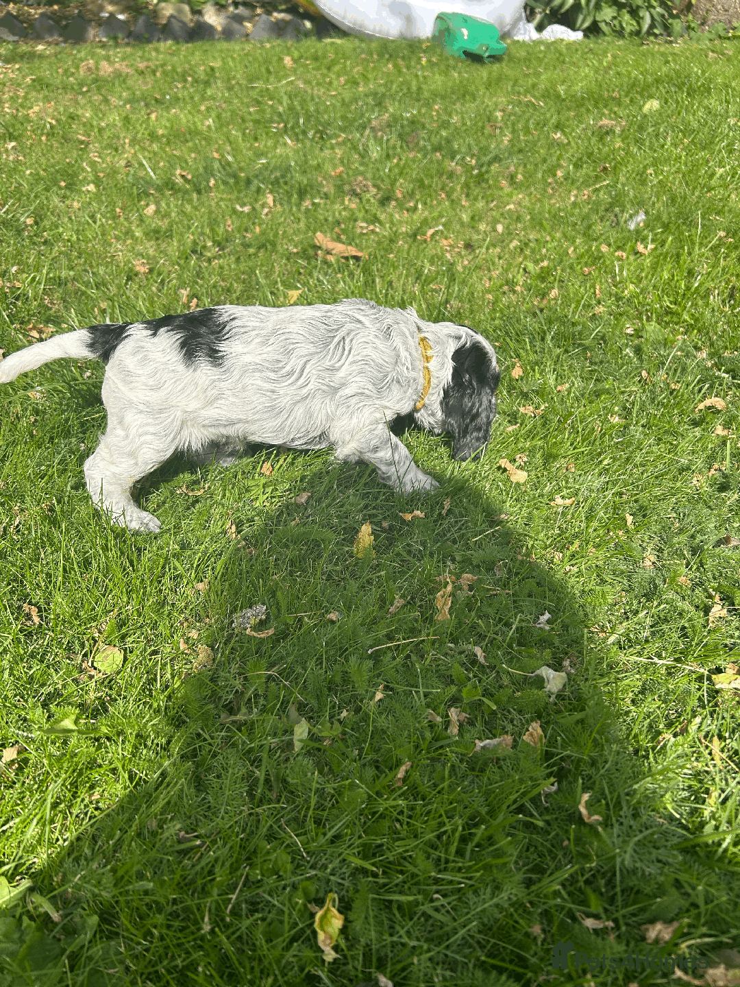 Cocker Spaniel dogs for sale: Cocker Spaniel Pups – From Lindridge Line  - Image 24