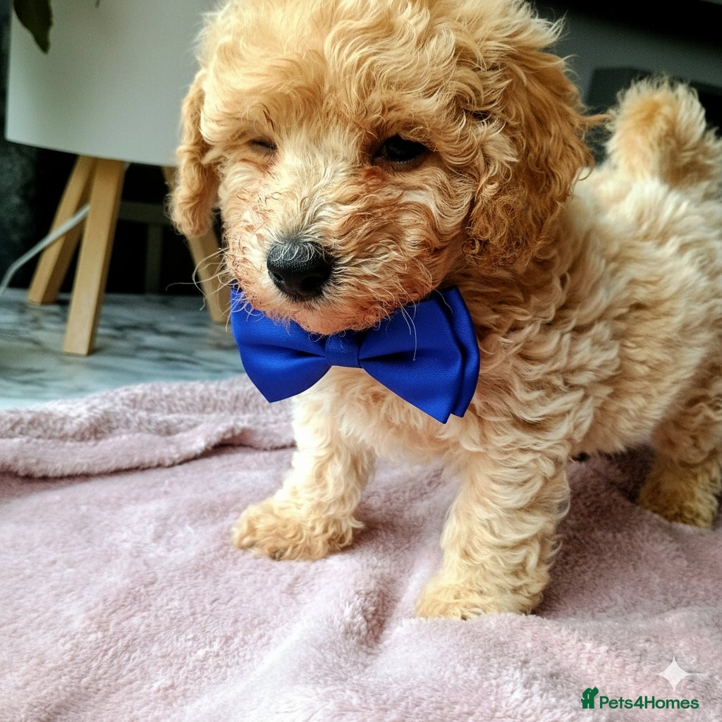Poochon dogs Poochon male 🐏🩵 - Advert 1