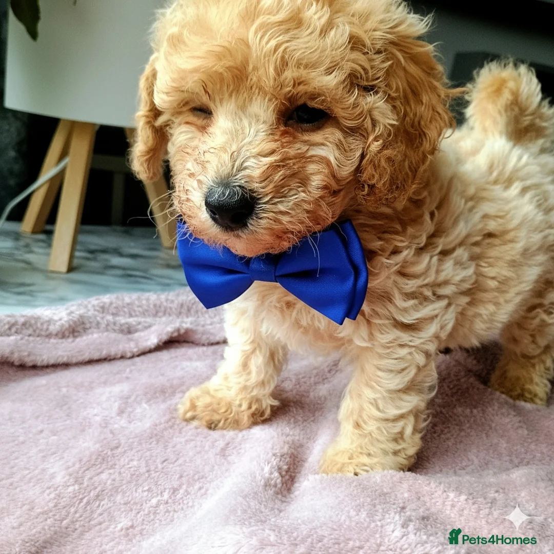 Poochon dogs for sale: Poochon male 🐏🩵 - Advert 2