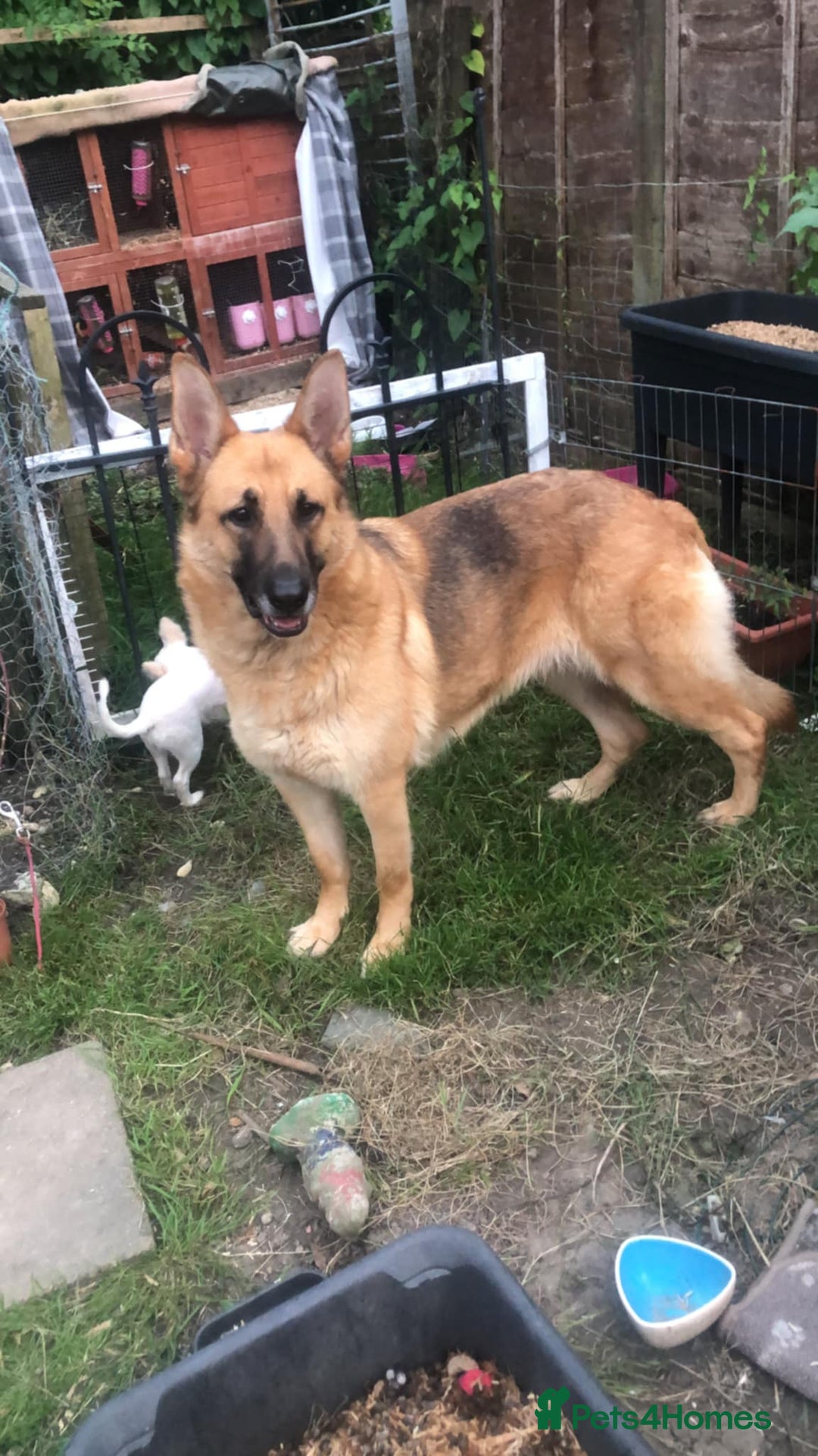 German Shepherd dogs for sale: german shepherd  - Image 3