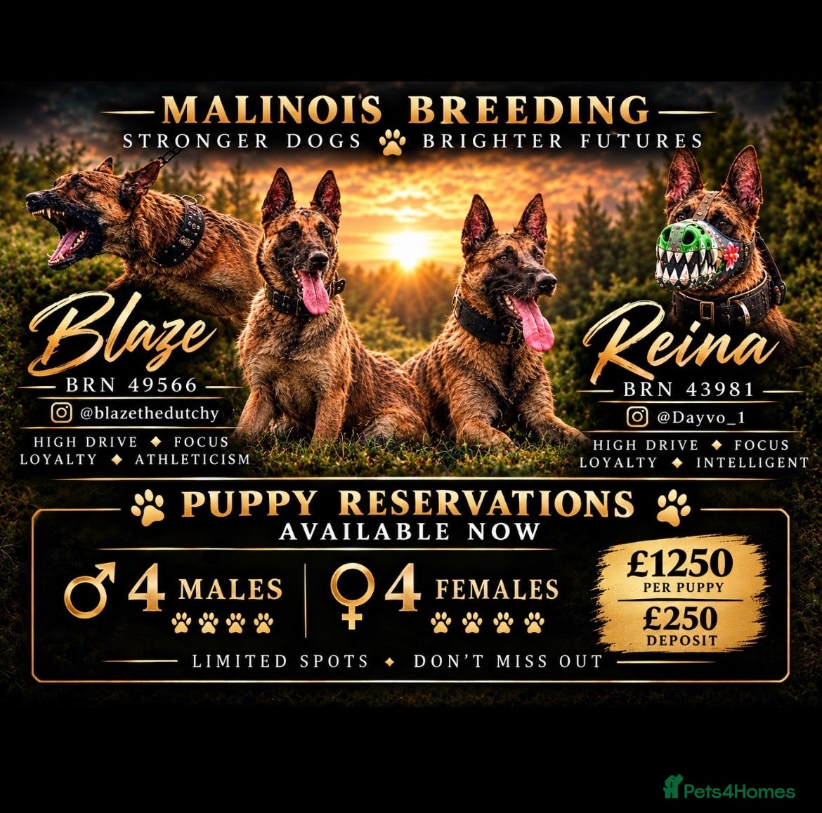 Belgian Shepherd Dog dogs Belgian Malinois  - Advert 4