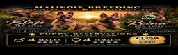 Belgian Shepherd Dog dogs for sale: Belgian Malinois  - Advert 1