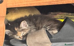 Ragdoll cats for sale: Ragdoll cross Mainecoon kittens  - Image 3