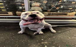 American Bully dogs for sale: yaya looking for a new home - Image 2