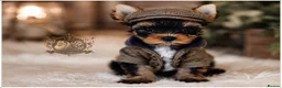 Yorkshire Terrier dogs for sale: STUNNING MINIATURE YORKIES KC DNA - Advert 4