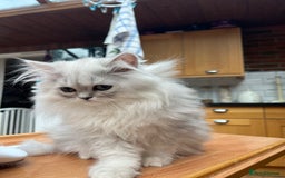 Persian cats for sale: 3 beautiful silver chinchilla Persian! - Image 7