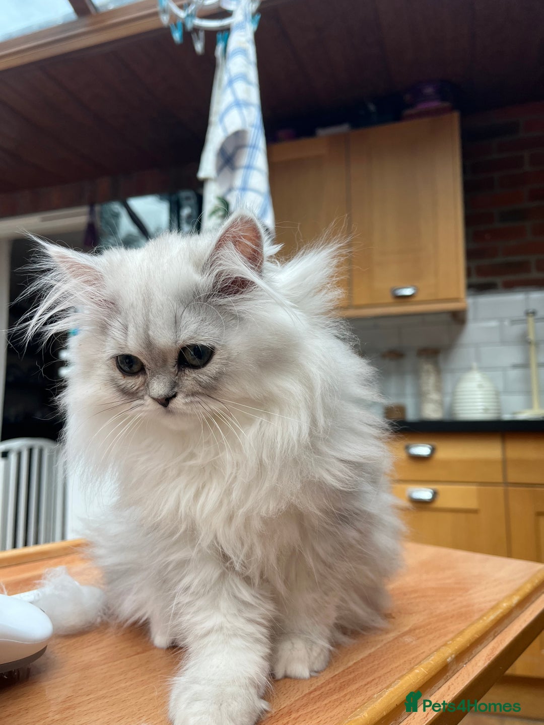 Persian cats for sale: 3 beautiful silver chinchilla Persian! - Image 7