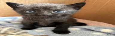 Mowgli