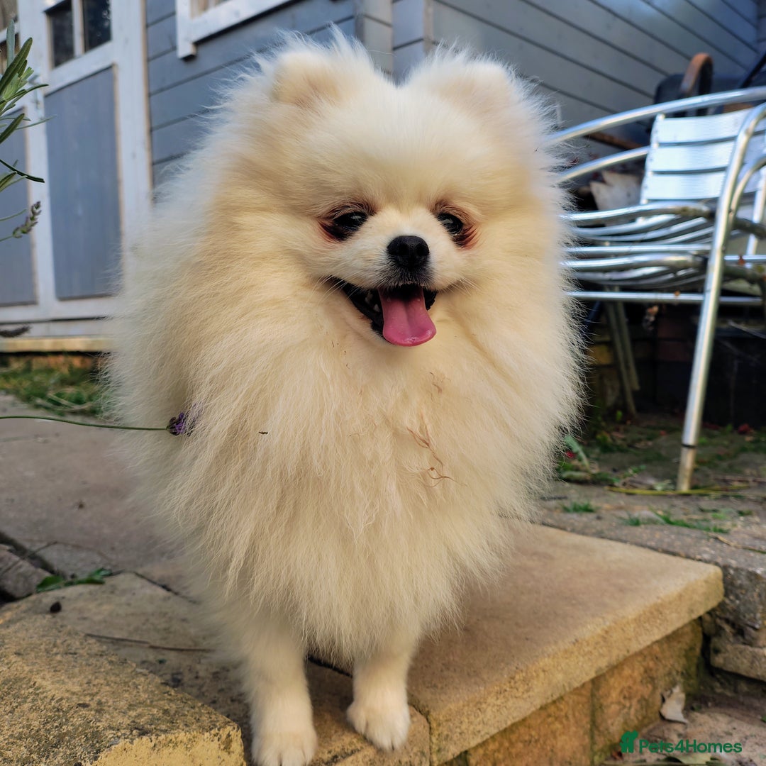 Pomeranian dogs for sale: Purebred Pomeranian Puppy male KC Reg - Image 3