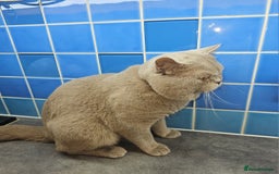 British Shorthair cats for stud: Lilac Stud GCCF Active - Image 12