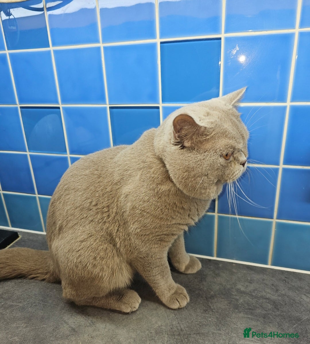 British Shorthair cats for stud: Lilac Stud GCCF Active - Image 12