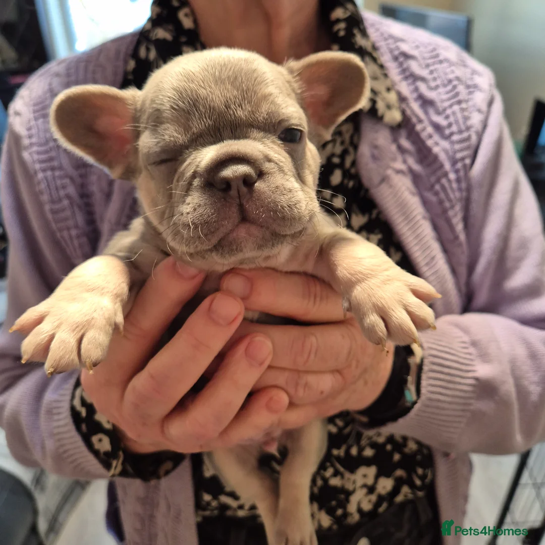 French Bulldog dogs for sale: Male&Female Puppies - Advert 19