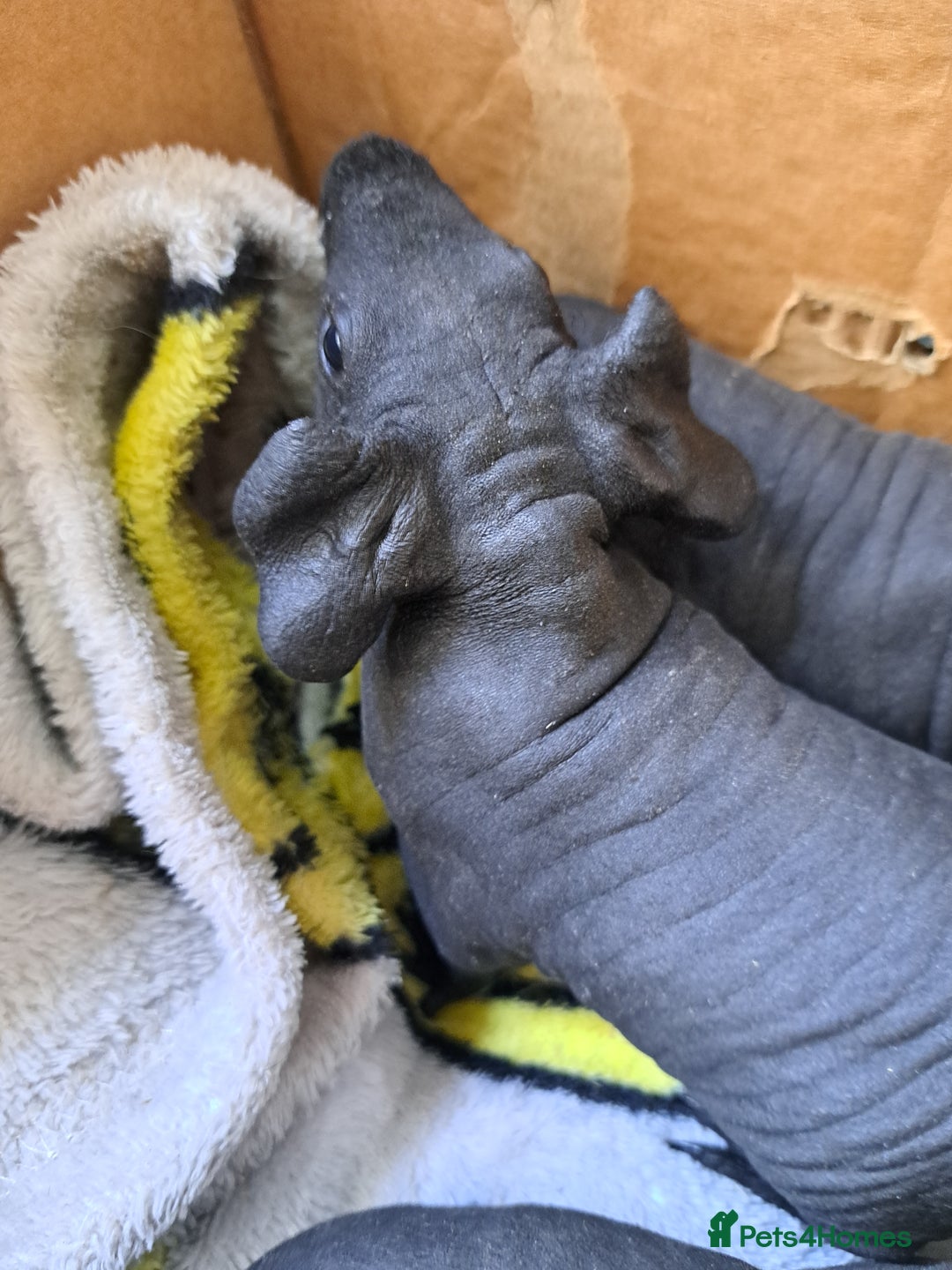 Guinea Pig rodents for sale: Baby Male Skinny Pigs For Sale  - Image 4