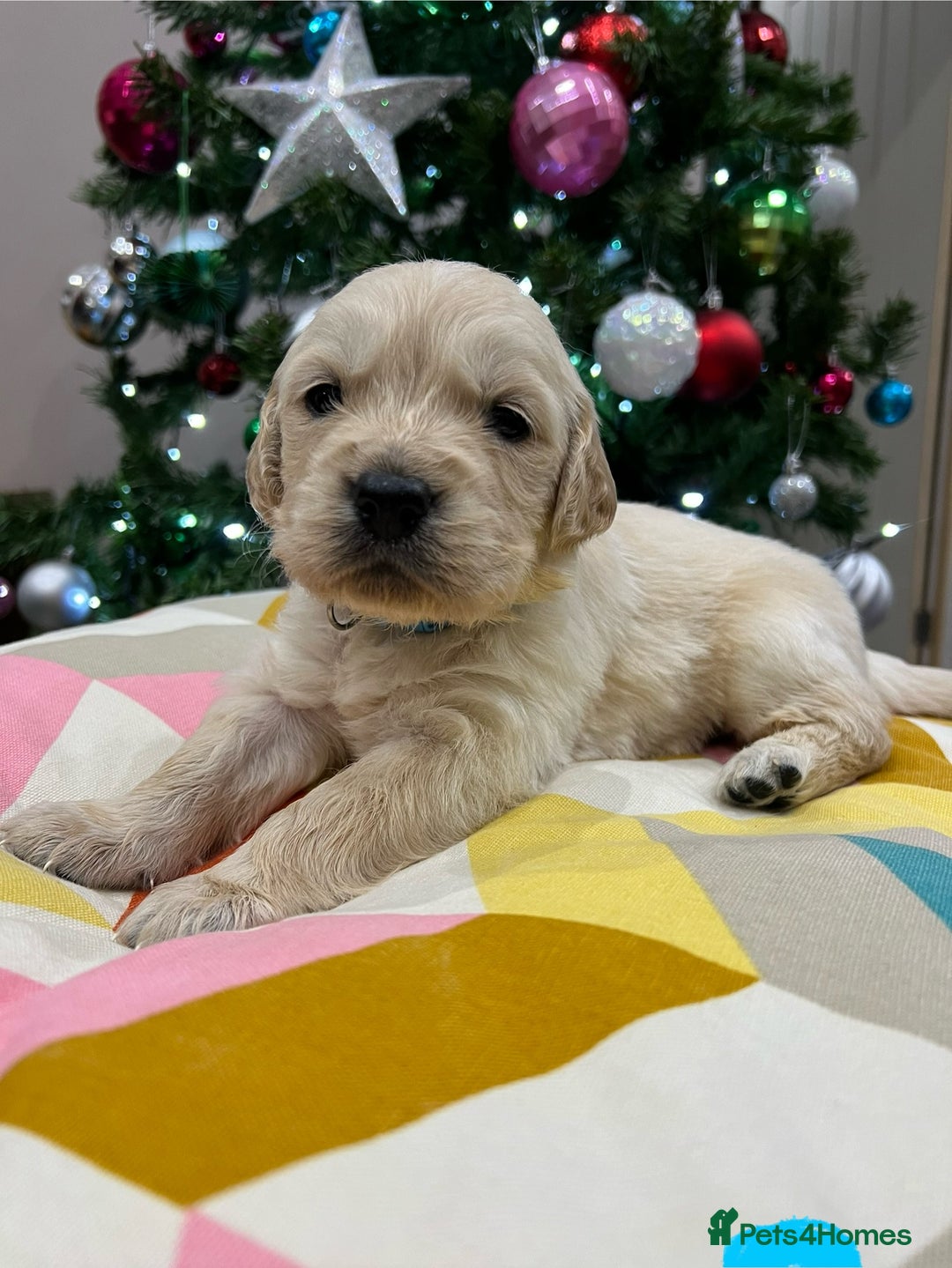 Golden Retriever dogs for sale:  Golden Retriever Puppies – KC Registered - Advert 13