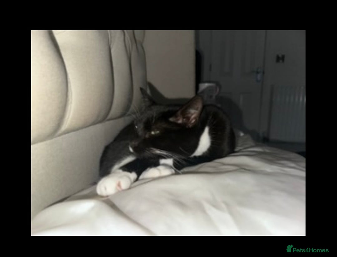 Mixed Breed cats for sale: Lovely 3 year old house cat (not a kitten!) - Advert 4