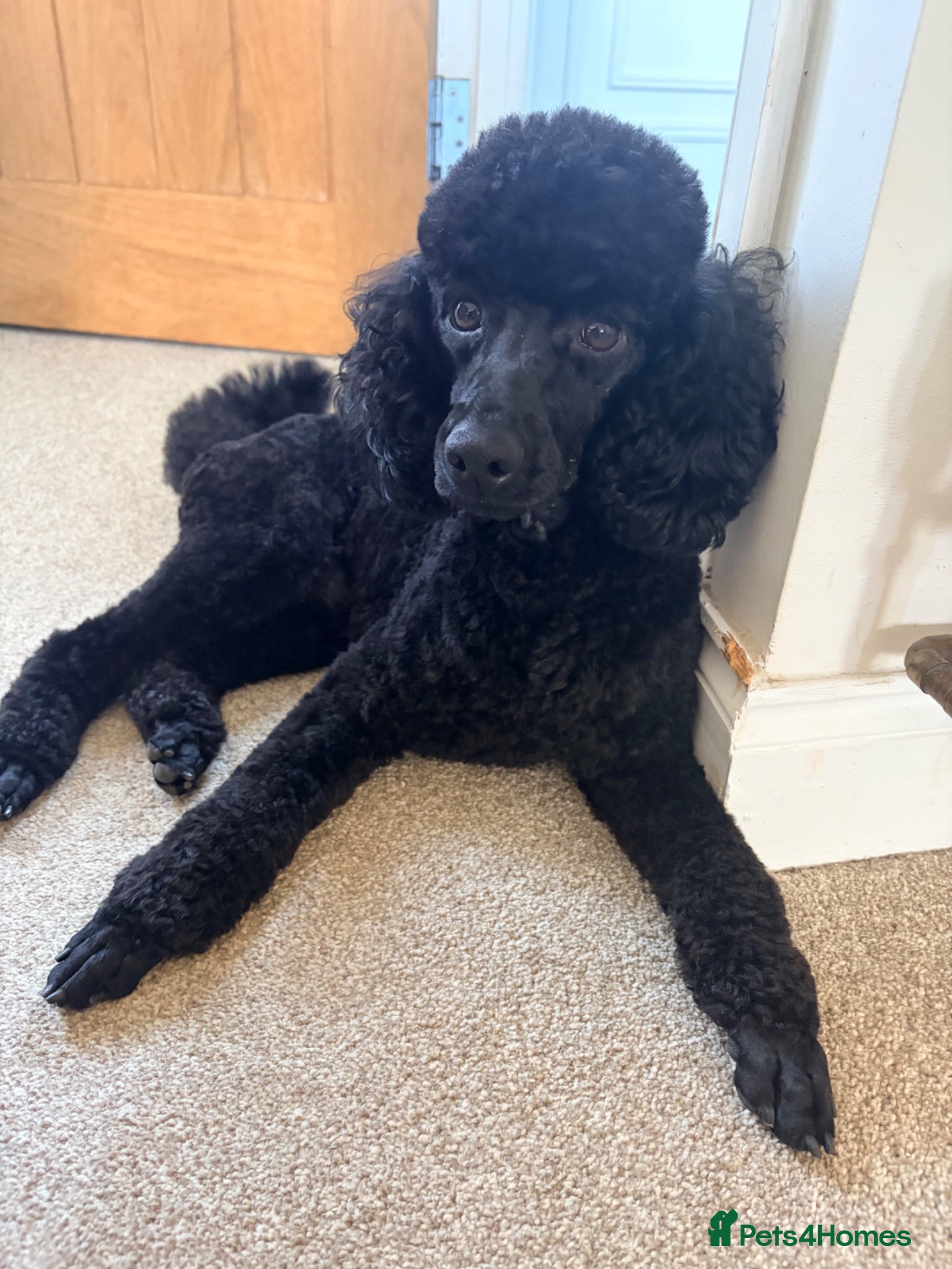 Miniature Poodle dogs Pure miniature poodle ready for stud service  - Advert 6